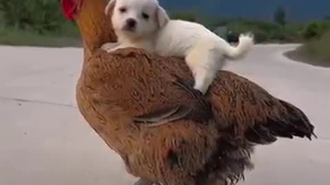 Animals funny video #viralvideo #foryou #foryou