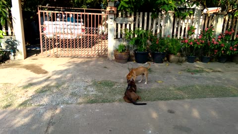 More fun in the soi.