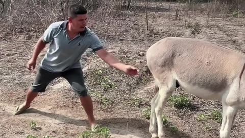 Donkey is angry