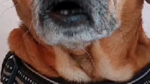 TRUTH🐶PUPS 11/24/24 BIG THINGS BEHIND the SCENES; T Secret Mtg Unites Putin, Zelensky, Xi, Modi, SBM, MUSK & 🌎leaders
