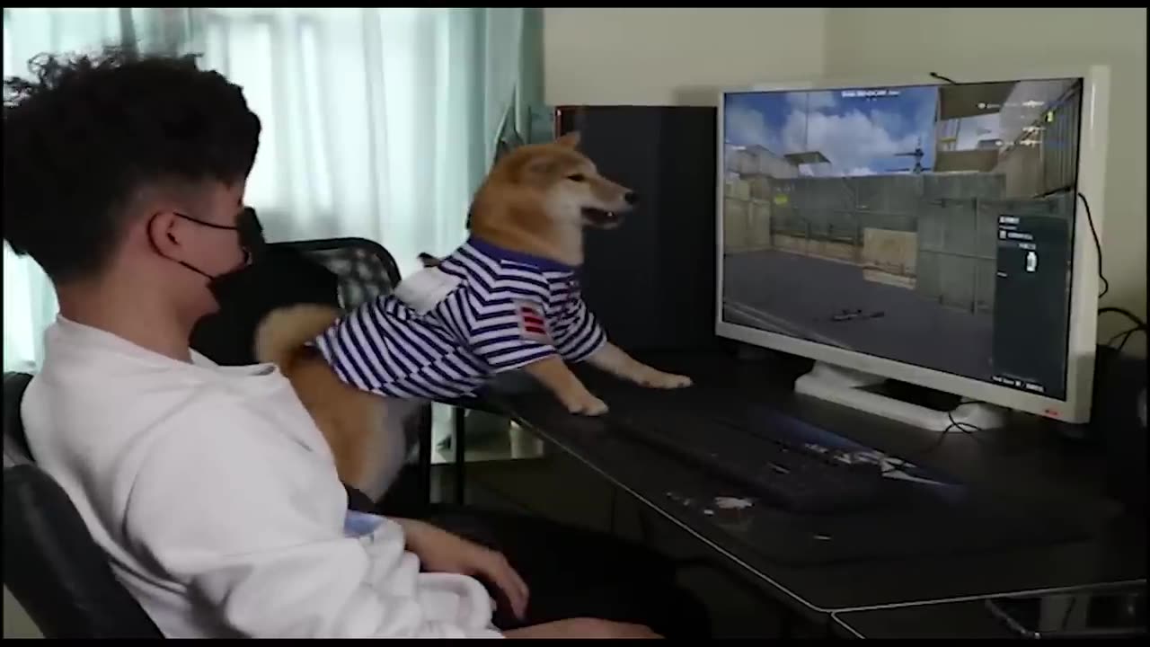 Funny dog playing PC games