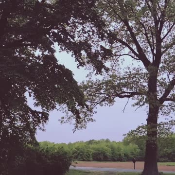 Listen To The "W.C Fields " Frogs