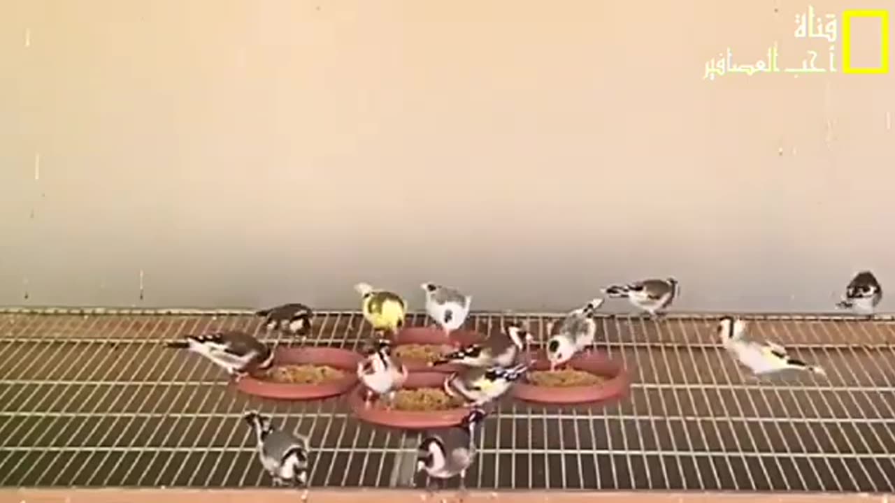 Presentation of patty for goldfinch mutations