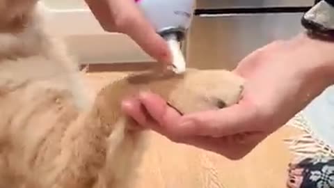 #golden #golden first taste of whip cream