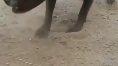 Pitbull🔥dog status | Pitbull lover | American bully | Pitbull dog fight scene | Dangerous dog breeds