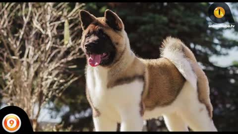Top 10 BEAUTIFUL Dog BREADS