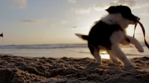 A Puppy Playing Tug Of War By Biting Its Collar Sling