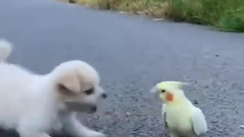 Cute puppy with parrot #cuteanimals #cute #animals #pet #pets #animalslife #funny #lovely #explore