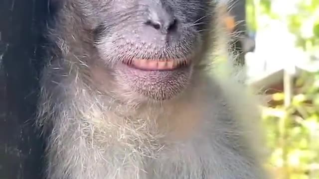 Monkey funny