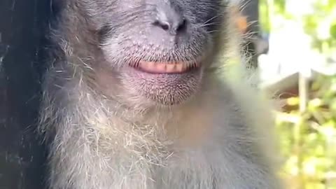Monkey funny