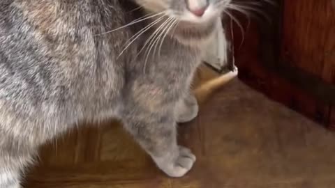 Meow to make cats come to you
