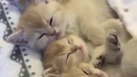 Cute kittens family