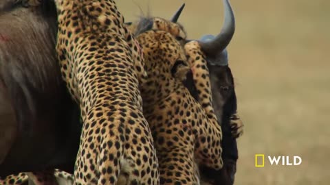 Cheetahs Takedown a Wildebeest | The Way of the Cheetah