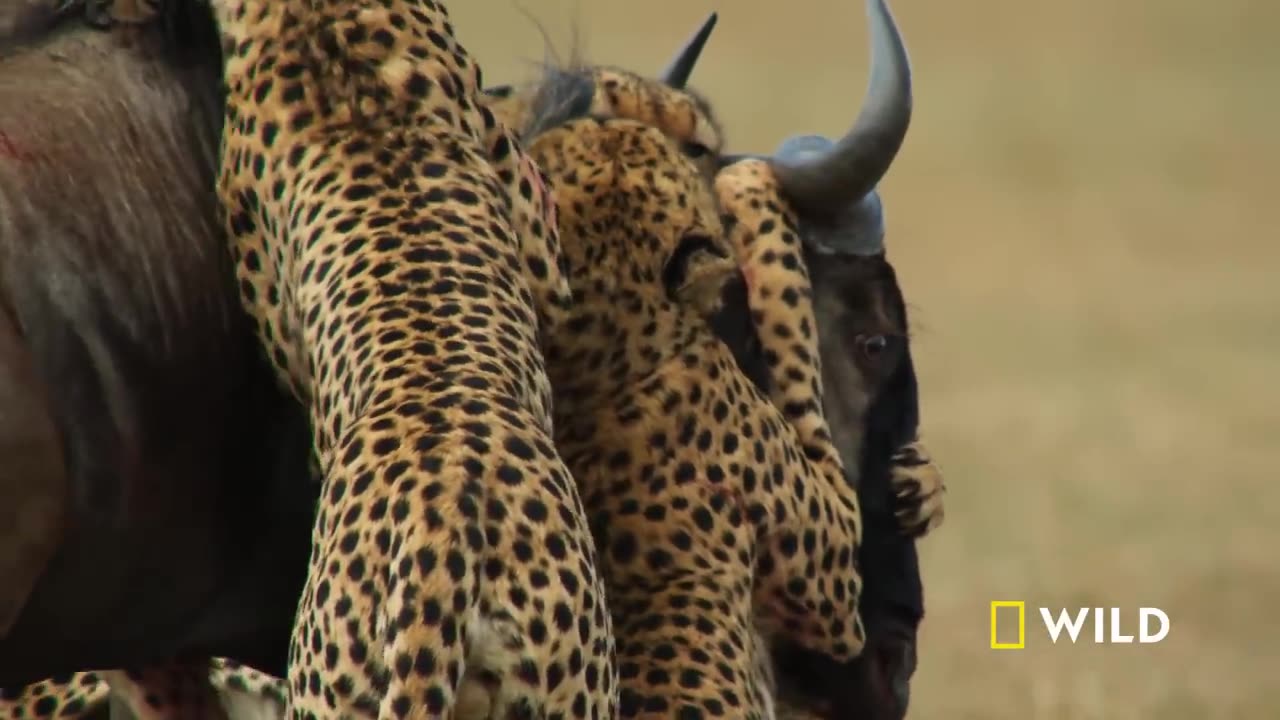 Cheetahs Takedown a Wildebeest | The Way of the Cheetah