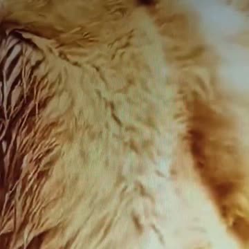 Gobi Desert travel experience maybe be a good experience?