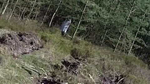 Black eyed girl Cannock Chase ghost - quadcopter drone footage