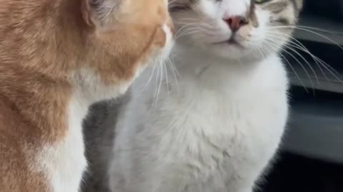 Cat 😸 Love Crying & Fighting