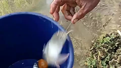 Fishing method from kachuripana