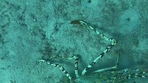 Lobster fishing under the sea