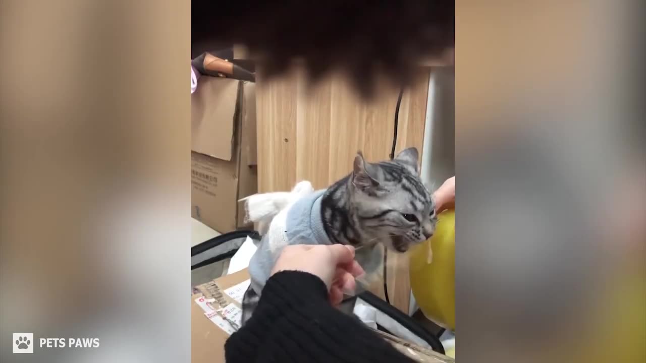 Cats Can Speak English Cats Are Smarter Then human