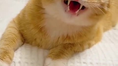 funny cat video funny animal videos 2022 😂 funniest cats and dogs videos 😺😍 by Flowing Me 38