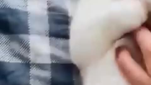 Dog and cat funny video
