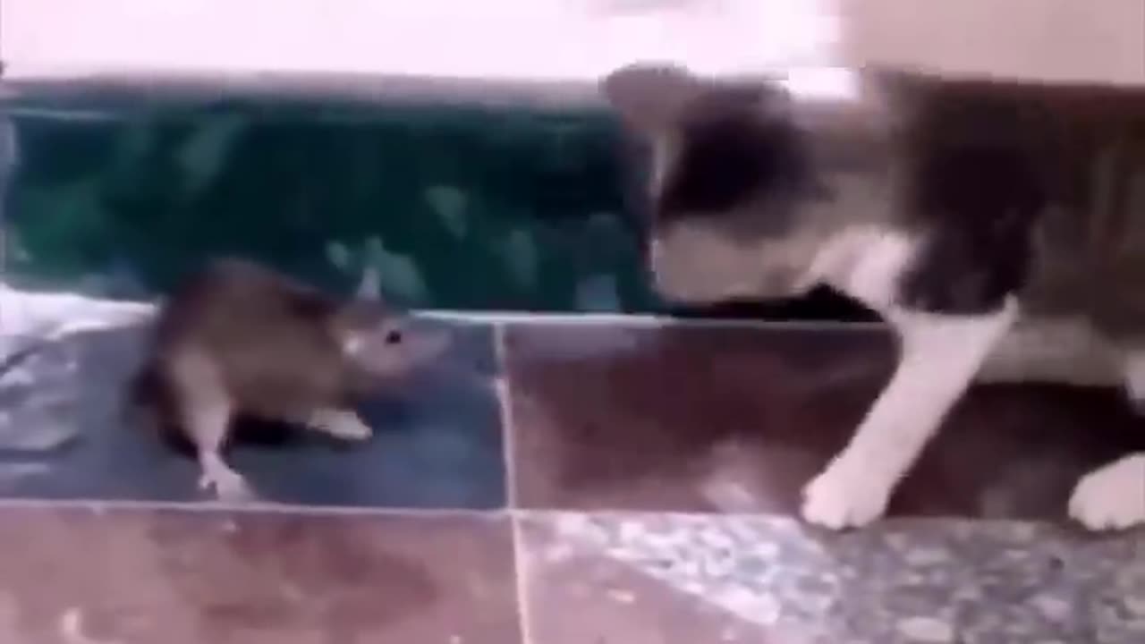 What will happen when an animal does a funny act 🤣🤣🤣🤣