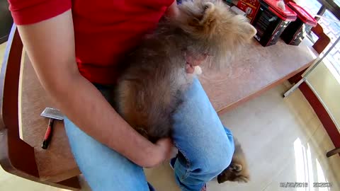 Pomeranian puppies hair shedding and grooming tips