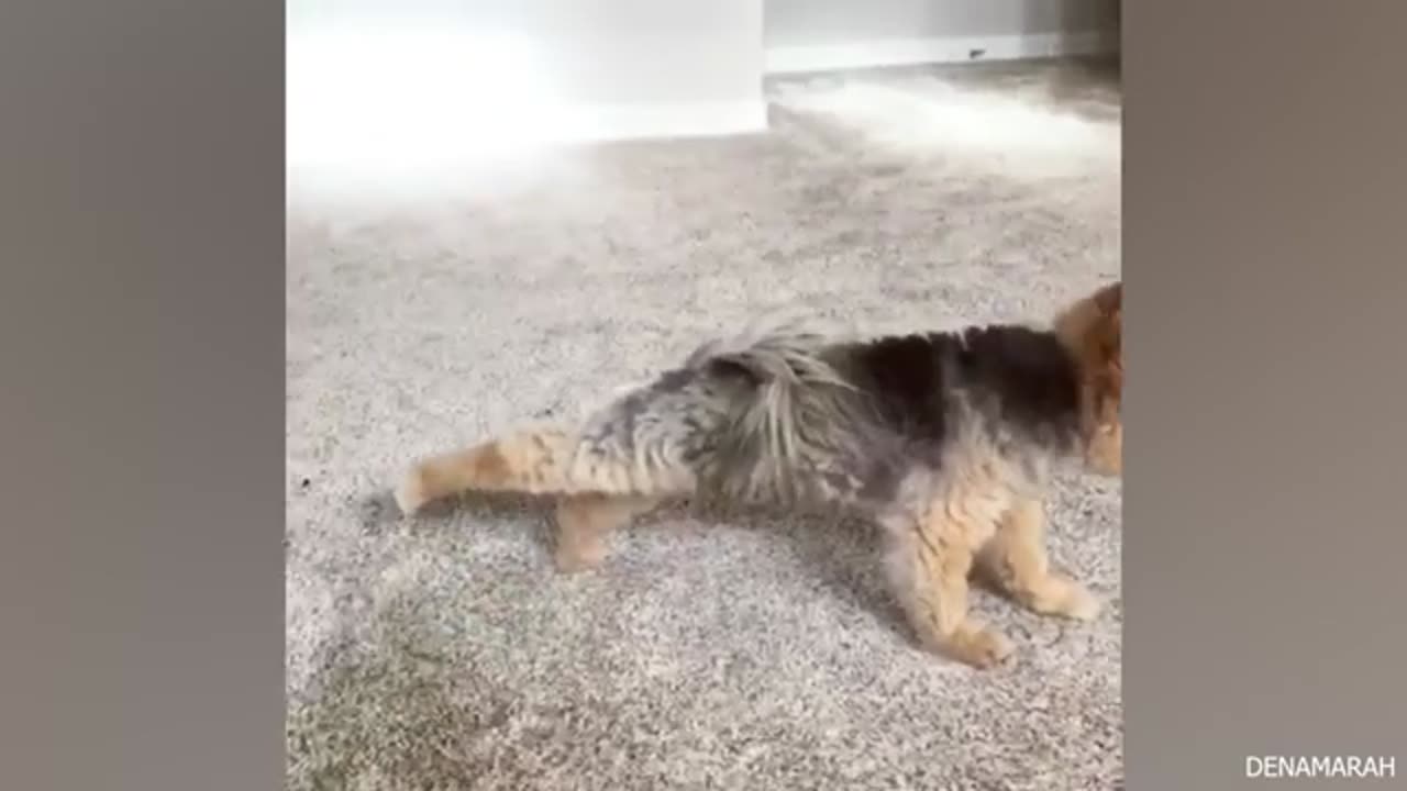 My dog funny
