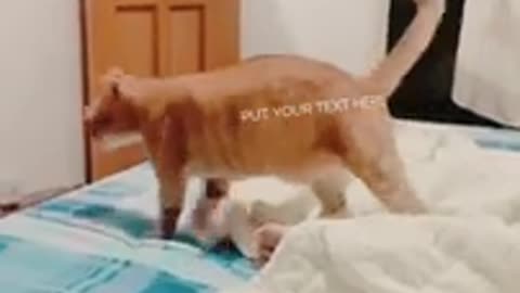 Funny video of Animal