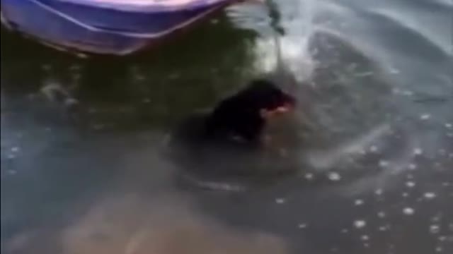 The dog that fell into the water