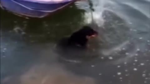 The dog that fell into the water