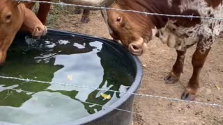Texas Longhorn Trying to Look at its Reflection
