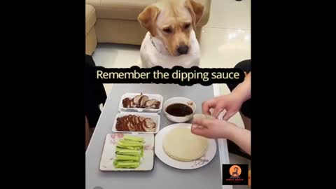 Funny dog