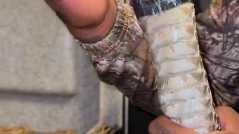Helping the danger noodle