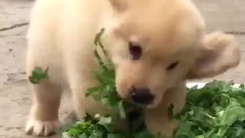 Cute dogyy🌿🌿🌿🐕