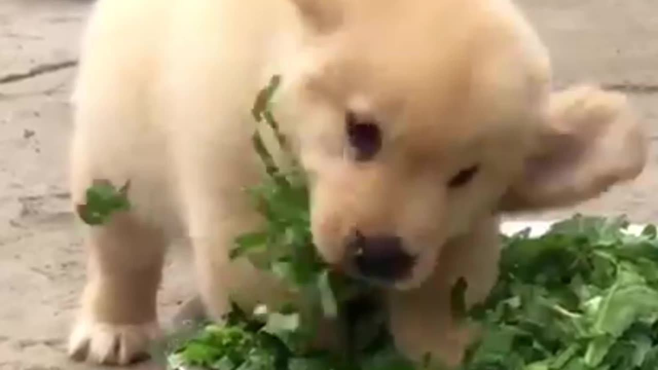 Cute dogyy🌿🌿🌿🐕