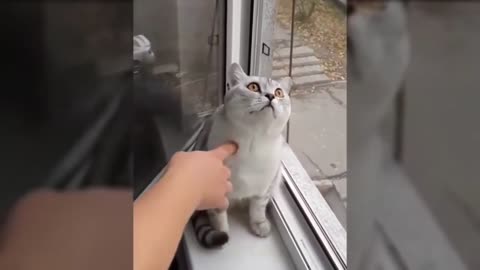 HOLD YOUR LAUGHTER! For 10 minutes, can you? Cats vs Dogs super funny compilations