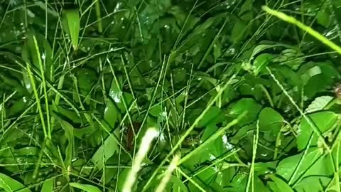 RAIN IN EVENING