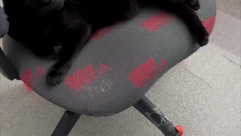 Adopting a Cat from a Shelter Vlog - Cute Precious Piper is Playing Hard to Get on Camera #shorts