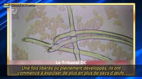 bioengineered microscopic parasite found in Pfizer