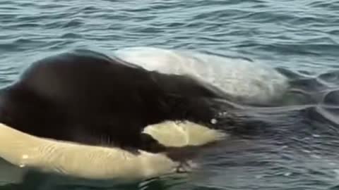 It's a beautiful whale. It's black and white