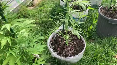 Trump victory garden August 25, 2021