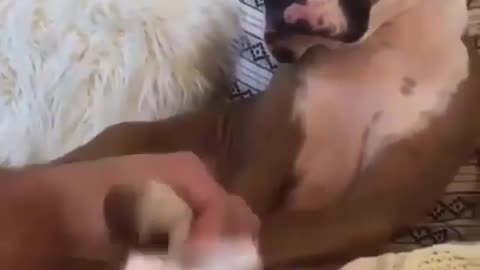 Wipe your dog's hands