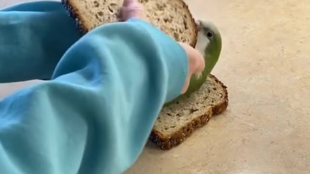 A Little cute sandwich😂