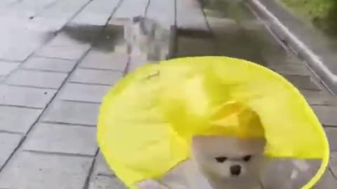 UMBRELLA FOR PUPPY 🐶❤️