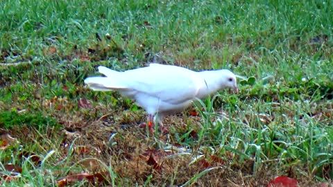 White Dove