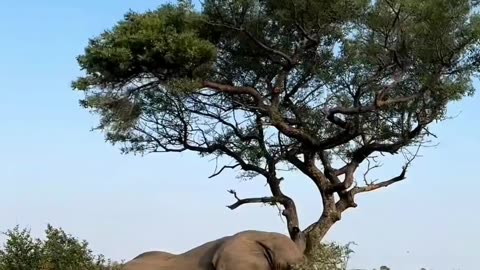 Elephant vs tree