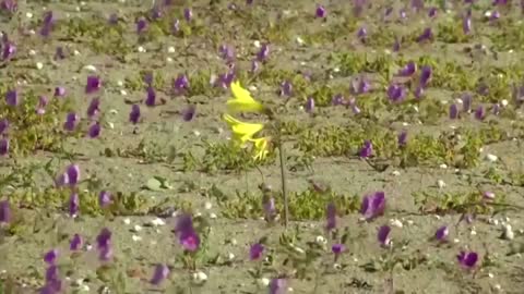 Chile announces new 'flowering desert' national park