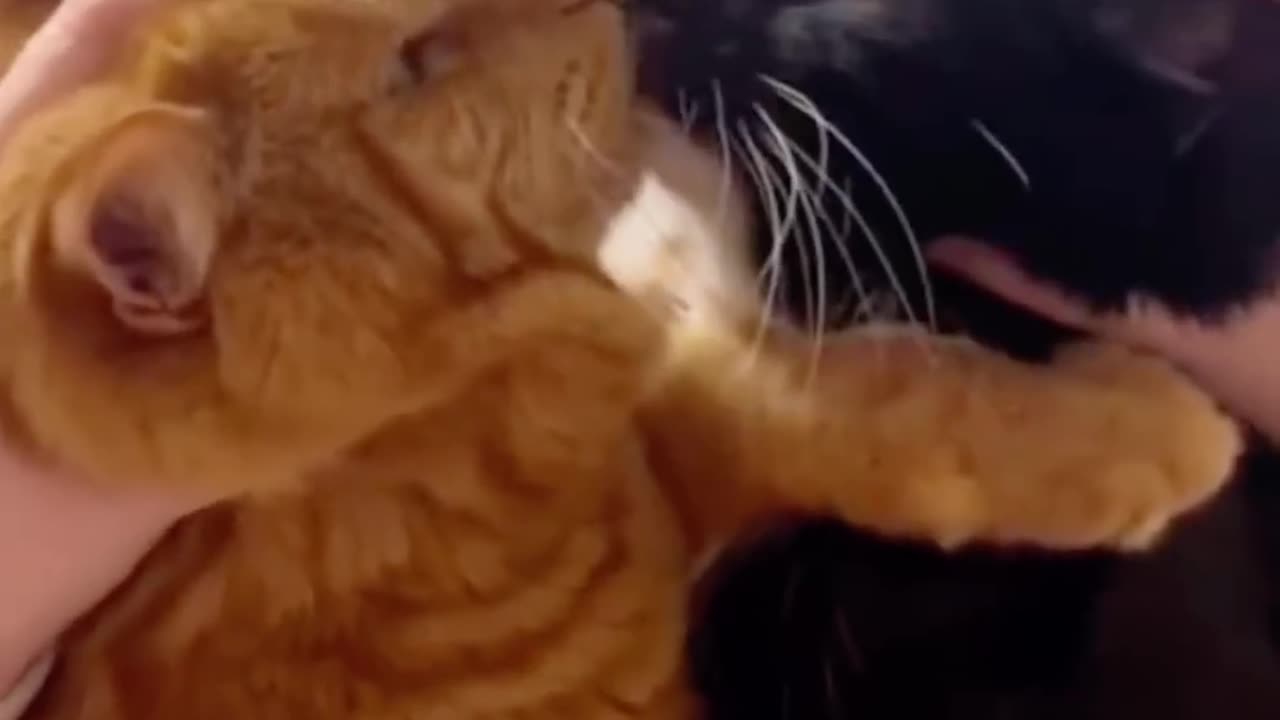 Funny and cute cat overload | AnimalLovers